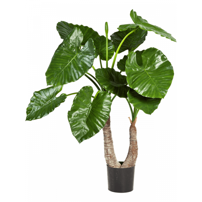 alocasia-calidora-tuft-100cm_1847462342
