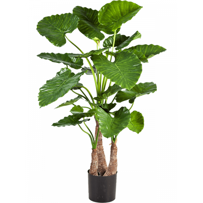 alocasia-calidora-tuft-120cm_614682478