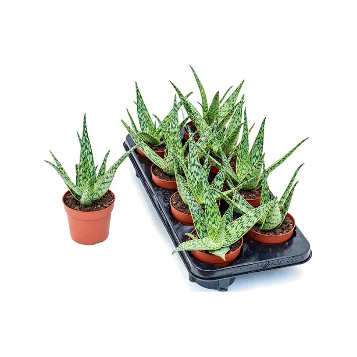 aloe-hybrid_181094847