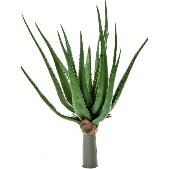 aloe-munoveny_1510985652
