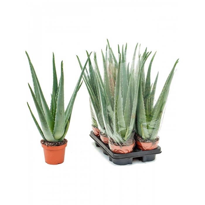 aloe_1718537638