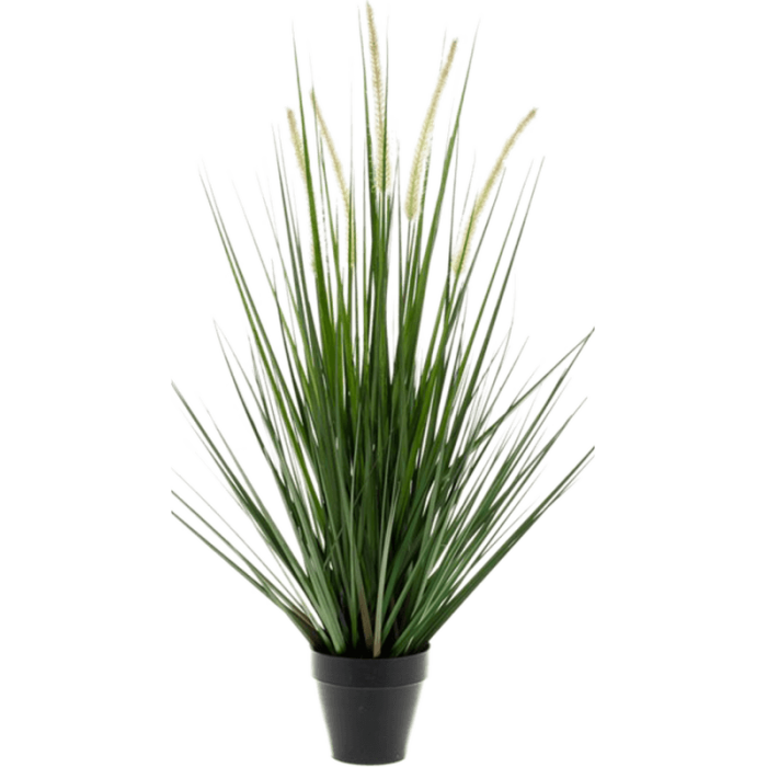 alopecurus-grass-69cm_979425666