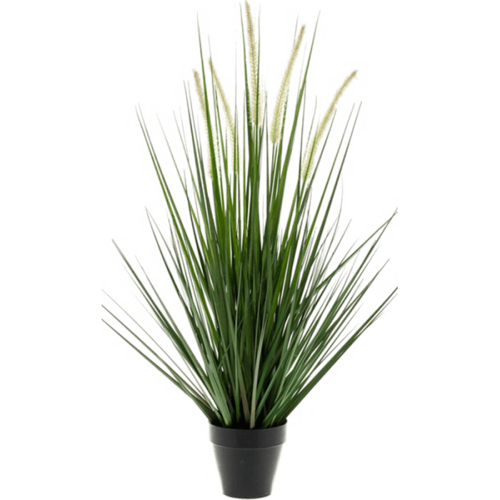 alopecurus-grass-90cm_681871086