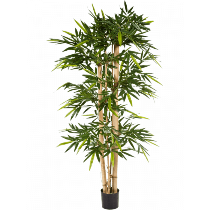 bamboo-branched-300cm_1598249580