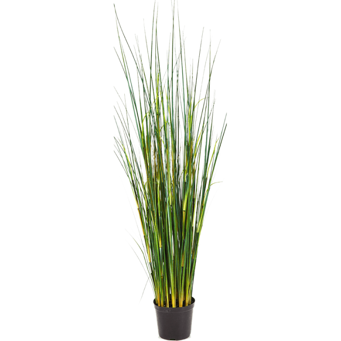 bamboo-wild-grass-95cm_364314395