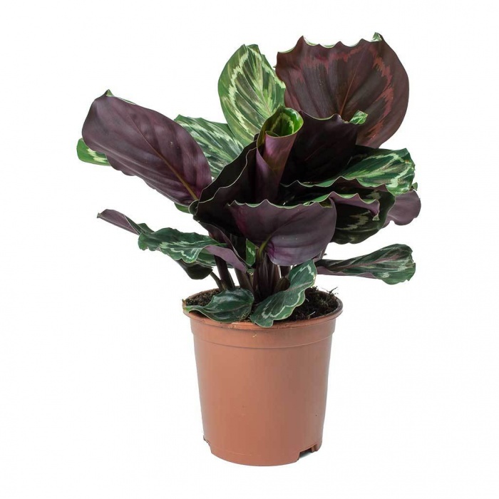 calathea-roseopicta-medallion_767583360
