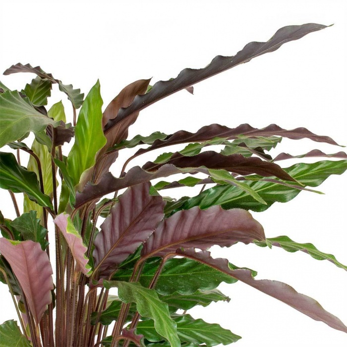 calathea-rufibarba-
