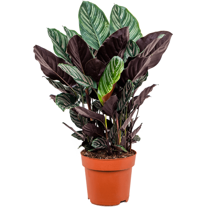 calathea_sanderiana_1725698786