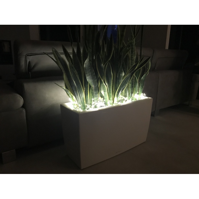 cararo-night_1946350195