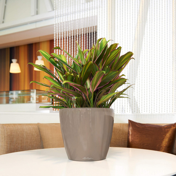 classico-ls-taupe_786998118