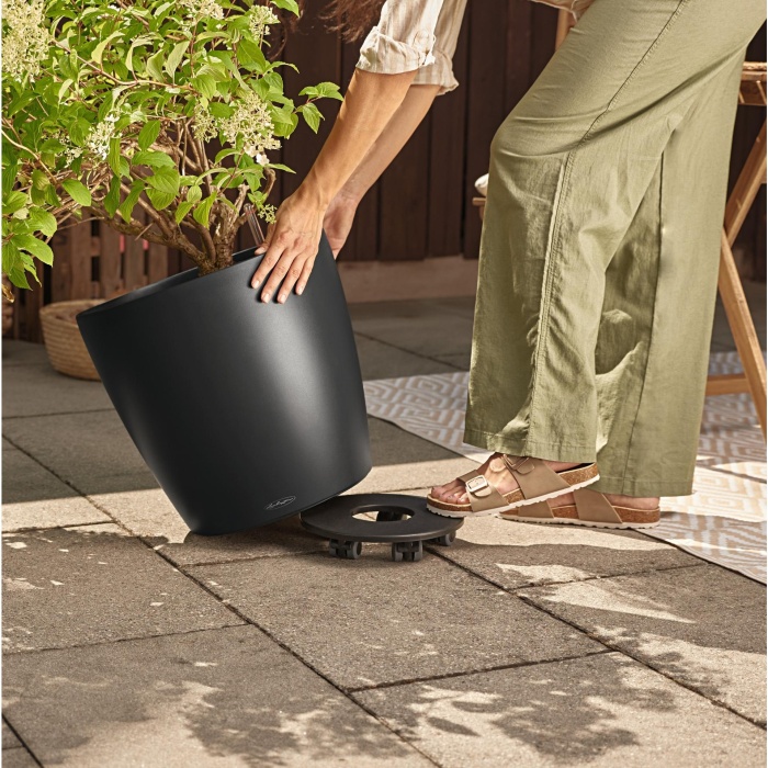 classico_color_50_gorgo_1804576126