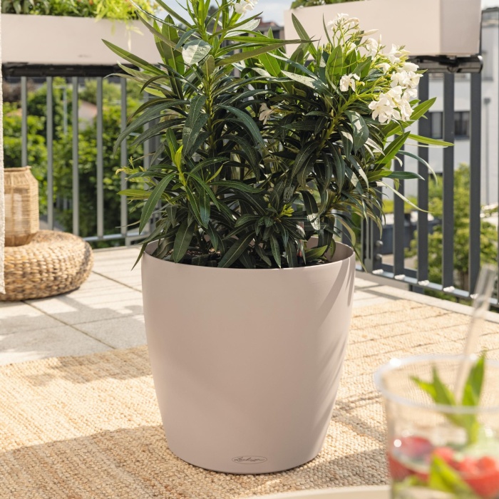 classico_color_50_sand_brown_leander_1672000671