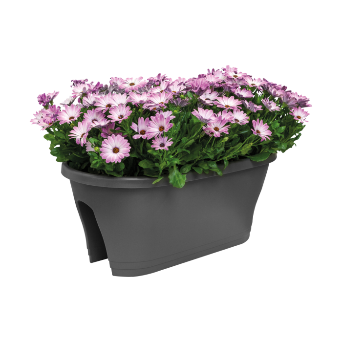 corsicaflowerbridgeanthracitewithosteospermumpotplantcombination_950469255