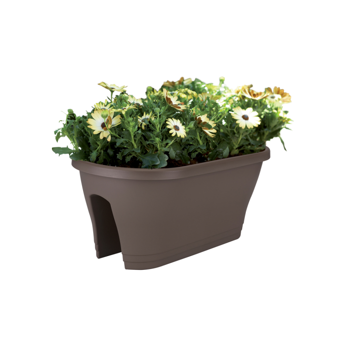 corsicaflowerbridgetaupeosteospermum_c1_948350829