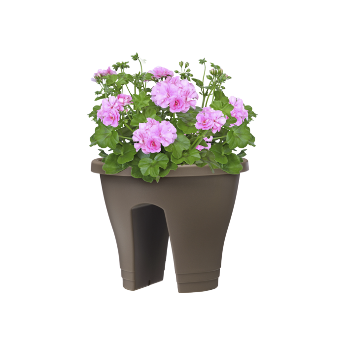 corsicaflowerbridgetaupepelargoniumpink_c1_1960154542
