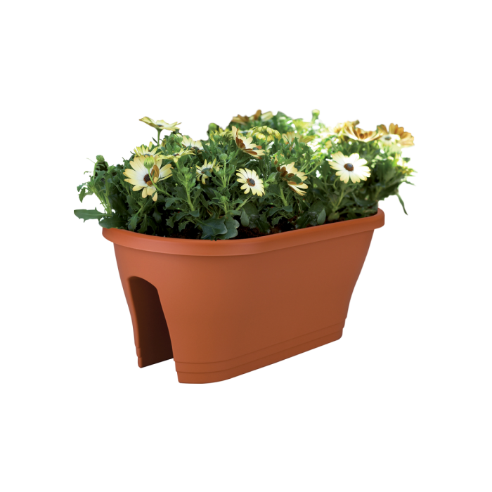 corsicaflowerbridgeterraosteospermum_c1_350634941