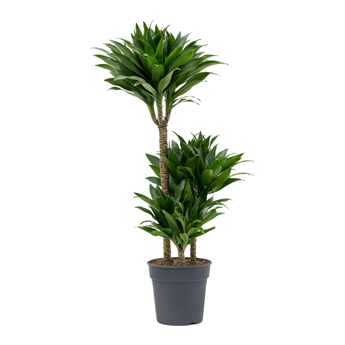 dracena_compacta_21_cs