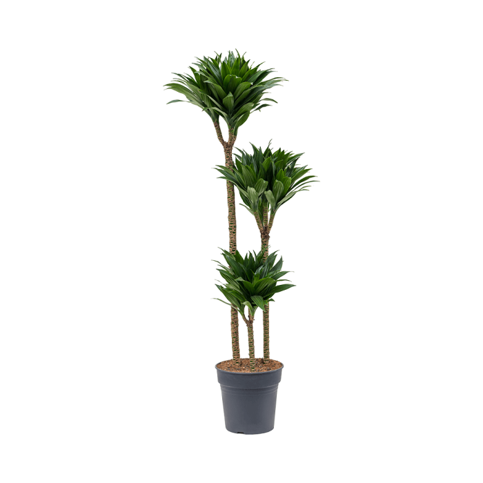 dracena_compacta_24_cs