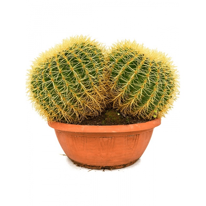 echinocactus-grusonii-35x45x35_1718545486