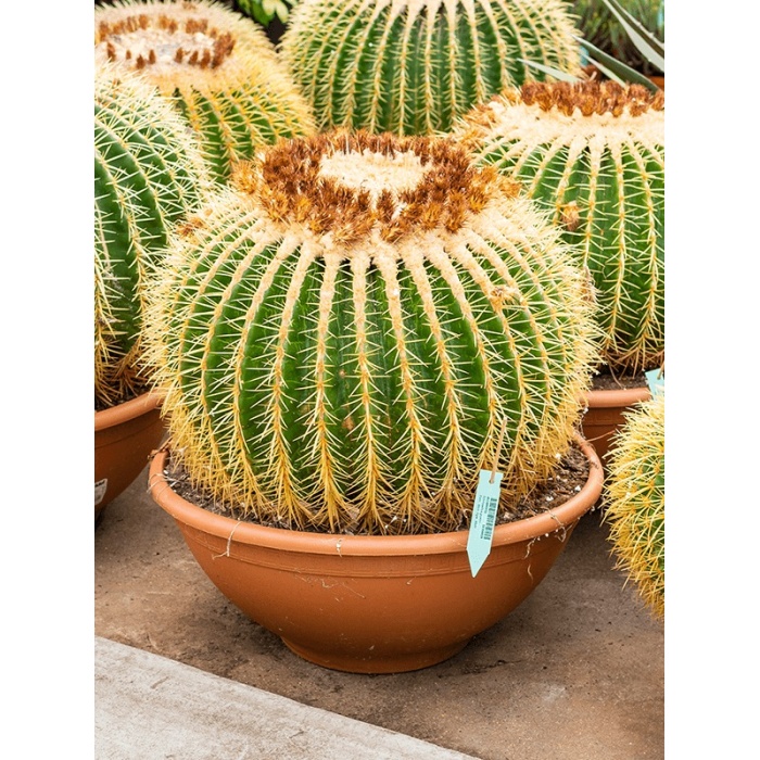 echinocactus-grusonii-50x50_1617797594