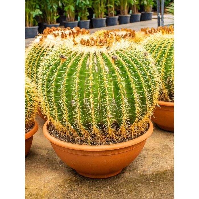 echinocactus-grusonii-50x55_547161905