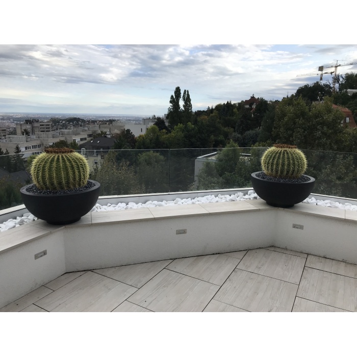 echinocactus-grusonii_12