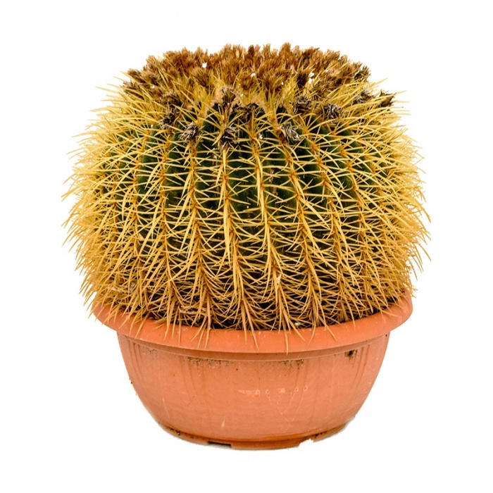 echinocactus-grusonii_2053720018