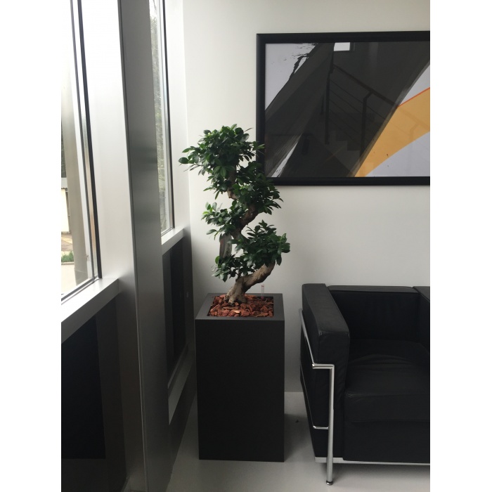 ficus-ginseng01_140298680