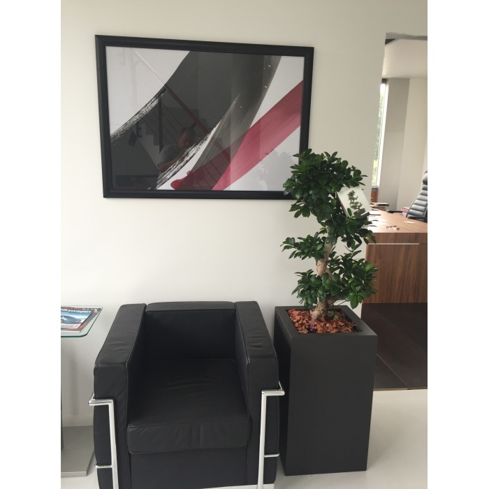 ficus-ginseng_1162857393