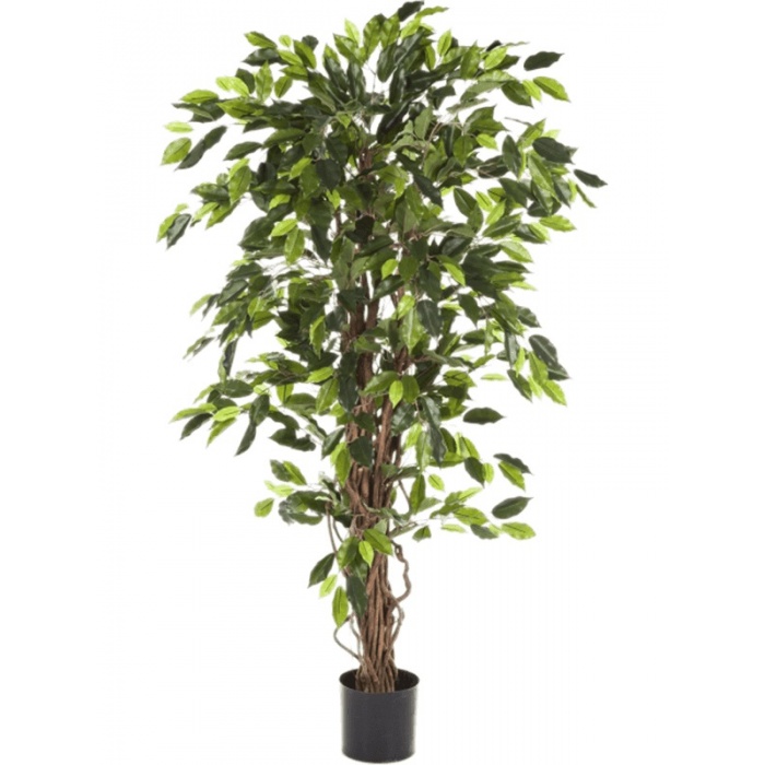 ficus-liana-210