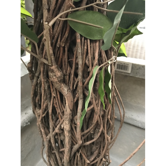 ficus-liana_2_112257161