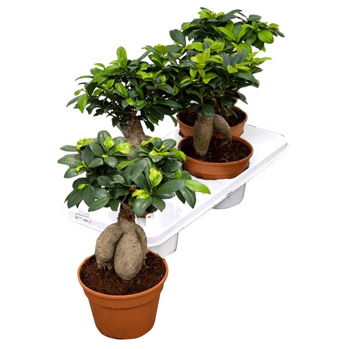 ficus-microcarpa-14x40_833029919