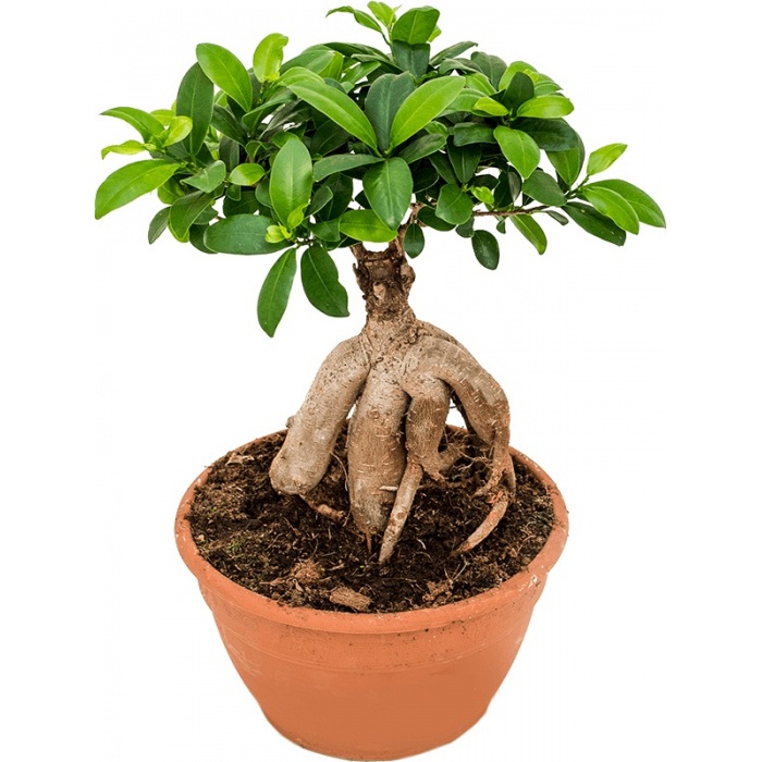 ficus-microcarpa-20x45_961291926