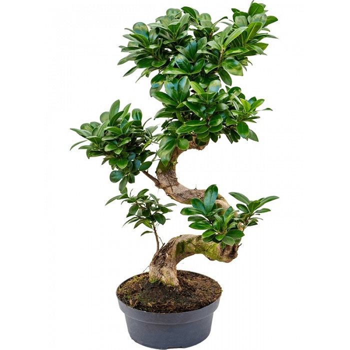 ficus-microcarpa-22x50_120282850