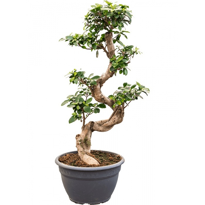 ficus-microcarpa-25x60_801495246