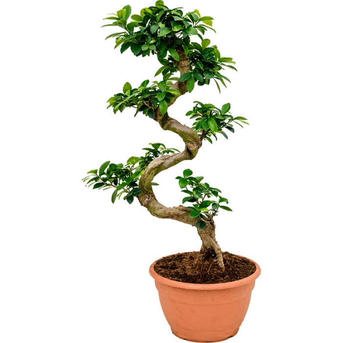 ficus-microcarpa-30x75_648637988