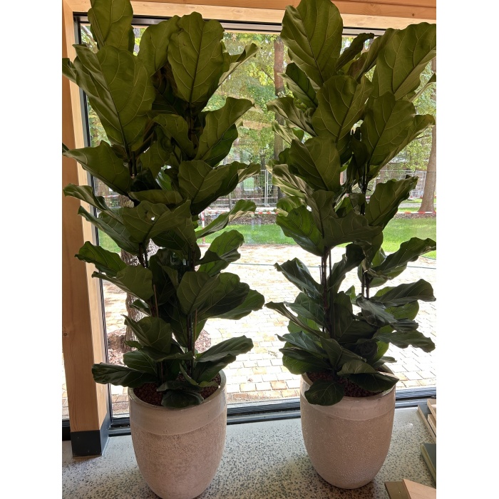 ficus_lyrata_1920_66901978