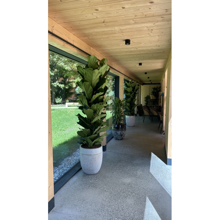 ficus_lyrata_deco