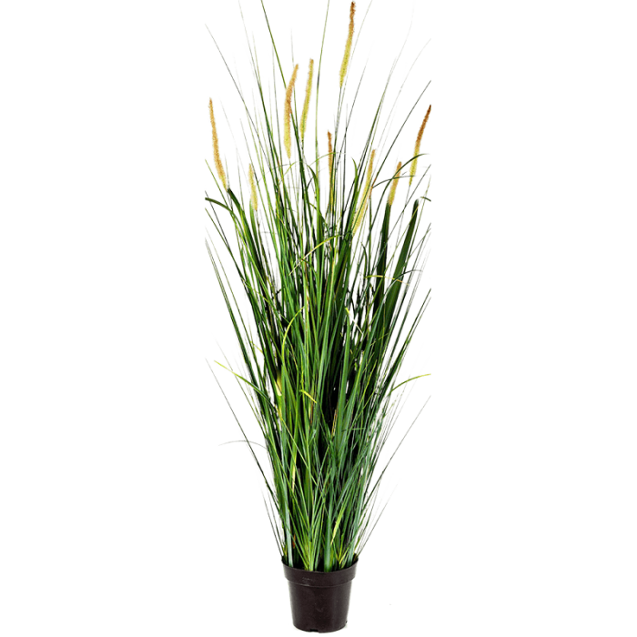 foxtail-wild-grass-140cm