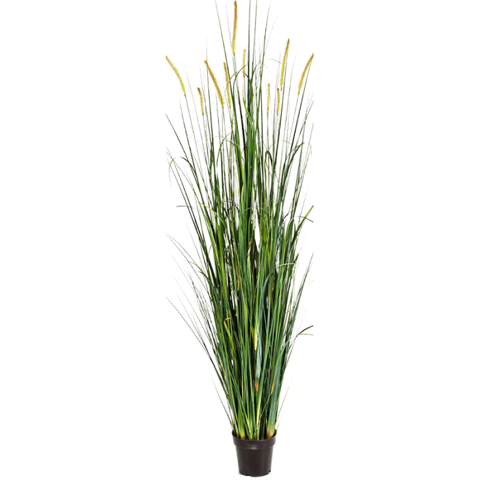foxtail-wild-grass-175cm
