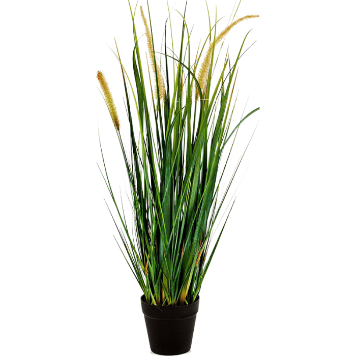 foxtail-wild-grass-60cm_340962348