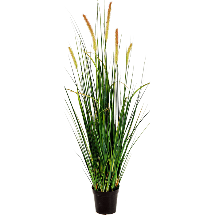 foxtail-wild-grass-95cm