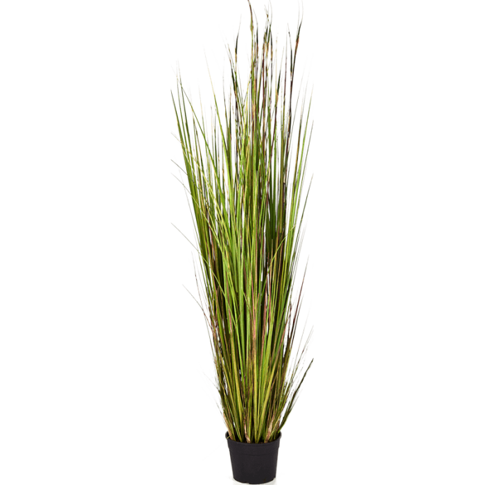 grass-bamboo-150cm_605649045