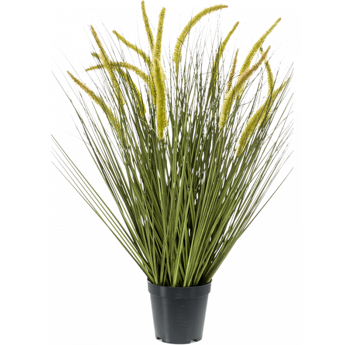 grass-cattail-bush-70cm_2112239742