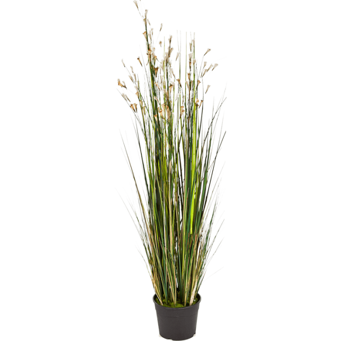 grass-coral-cream-120cm_1881689242