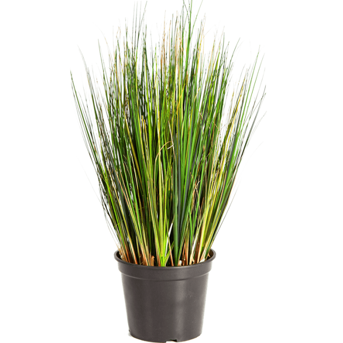 grass-foxtail-60cm_1472361600