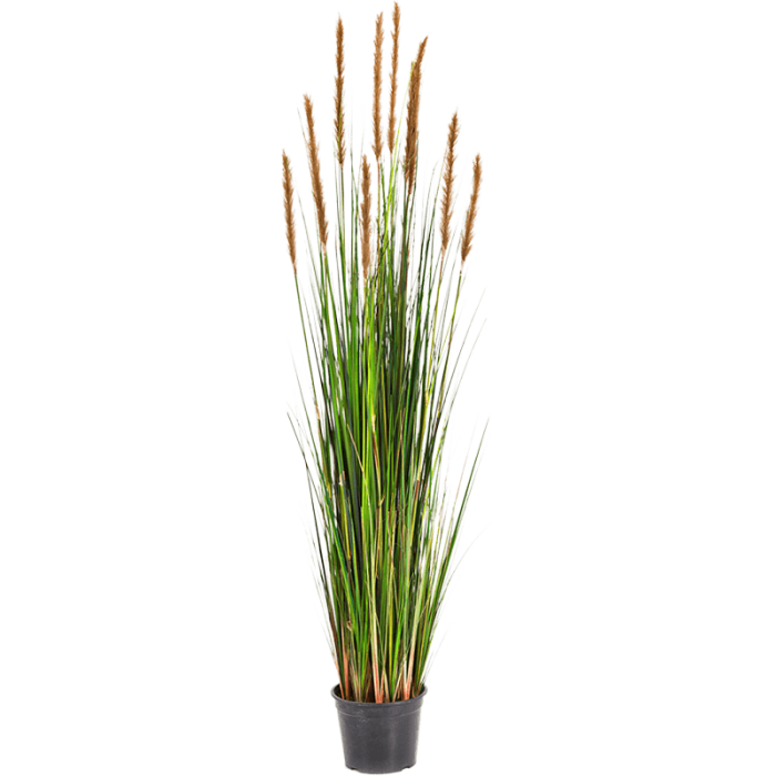 grass-foxtail-brown-150cm