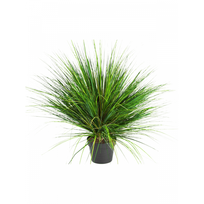 grass-onion_-tuft-65cm_1602181744