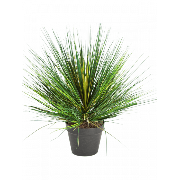 grass-onion_-tuft-70cm_200836564