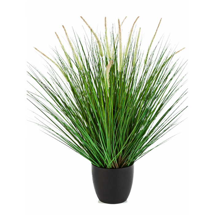 grass-pennisetum-woodside-85m_915565279